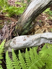 Formicidae