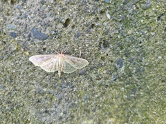 Spilomelinae