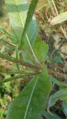 Dipsacus fullonum