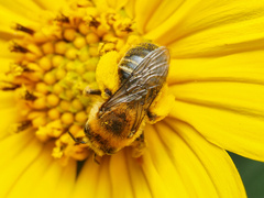 Eumelissodes