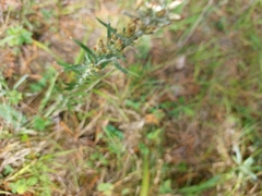 Omalotheca sylvatica
