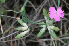Dianthus balbisii