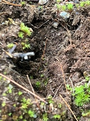 Formicidae