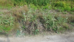 Dipsacus fullonum