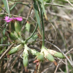 Dianthus balbisii