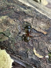 Camponotus chromaiodes