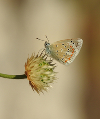 Polyommatus dorylas
