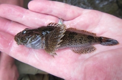 Cottus