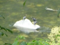 Nannopterum brasilianum