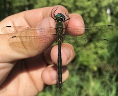 Somatochlora flavomaculata
