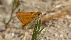 Thymelicus acteon