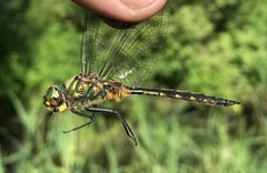 Somatochlora flavomaculata