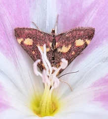 Pyrausta purpuralis