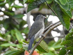 Saltator striatipectus