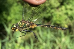 Somatochlora flavomaculata