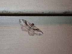 Costaconvexa centrostrigaria