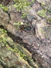 Camponotus chromaiodes