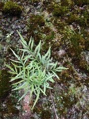 Pteris cretica