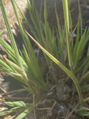 Phalaris aquatica