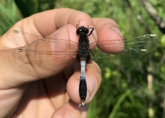 Leucorrhinia caudalis