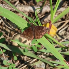 Erynnis