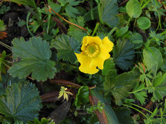 Geum montanum