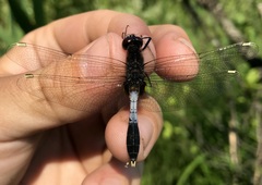 Leucorrhinia caudalis
