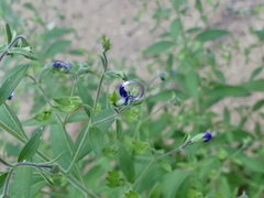Trichostema dichotomum