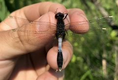 Leucorrhinia caudalis
