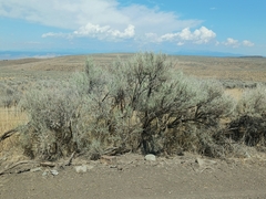 Artemisia tridentata