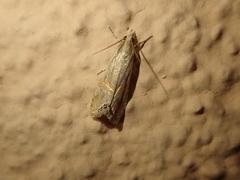 Euchromius