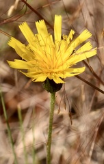 Cichorieae