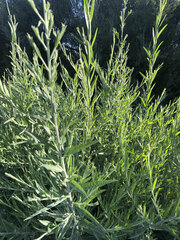 Salix schwerinii