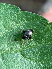 Microtechnites bractatus