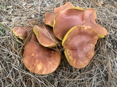 Boletus sensibilis