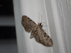 Eupithecia miserulata