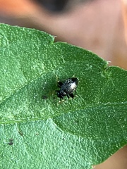 Microtechnites bractatus