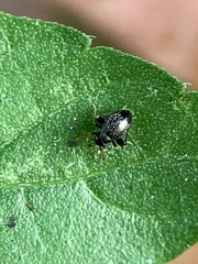 Microtechnites bractatus