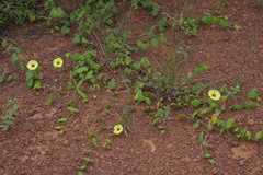 Pavonia cancellata