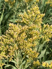 Solidago lepida