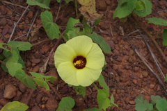 Pavonia cancellata