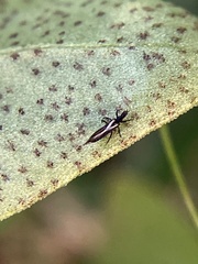 Thysanoptera