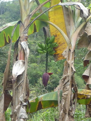 Musa