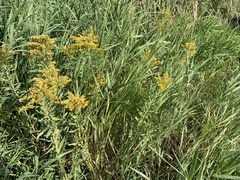 Solidago lepida