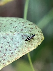 Thysanoptera