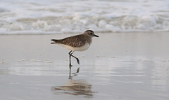 Pluvialis squatarola