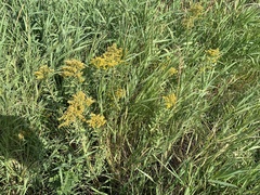 Solidago lepida