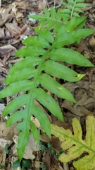 Woodwardia areolata
