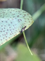 Thysanoptera
