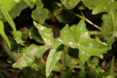 Golovinomyces cichoracearum